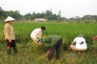 Working in the fields